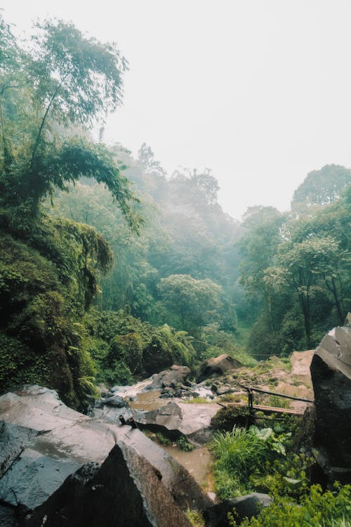 Free stock photo of coban talun, forest, green