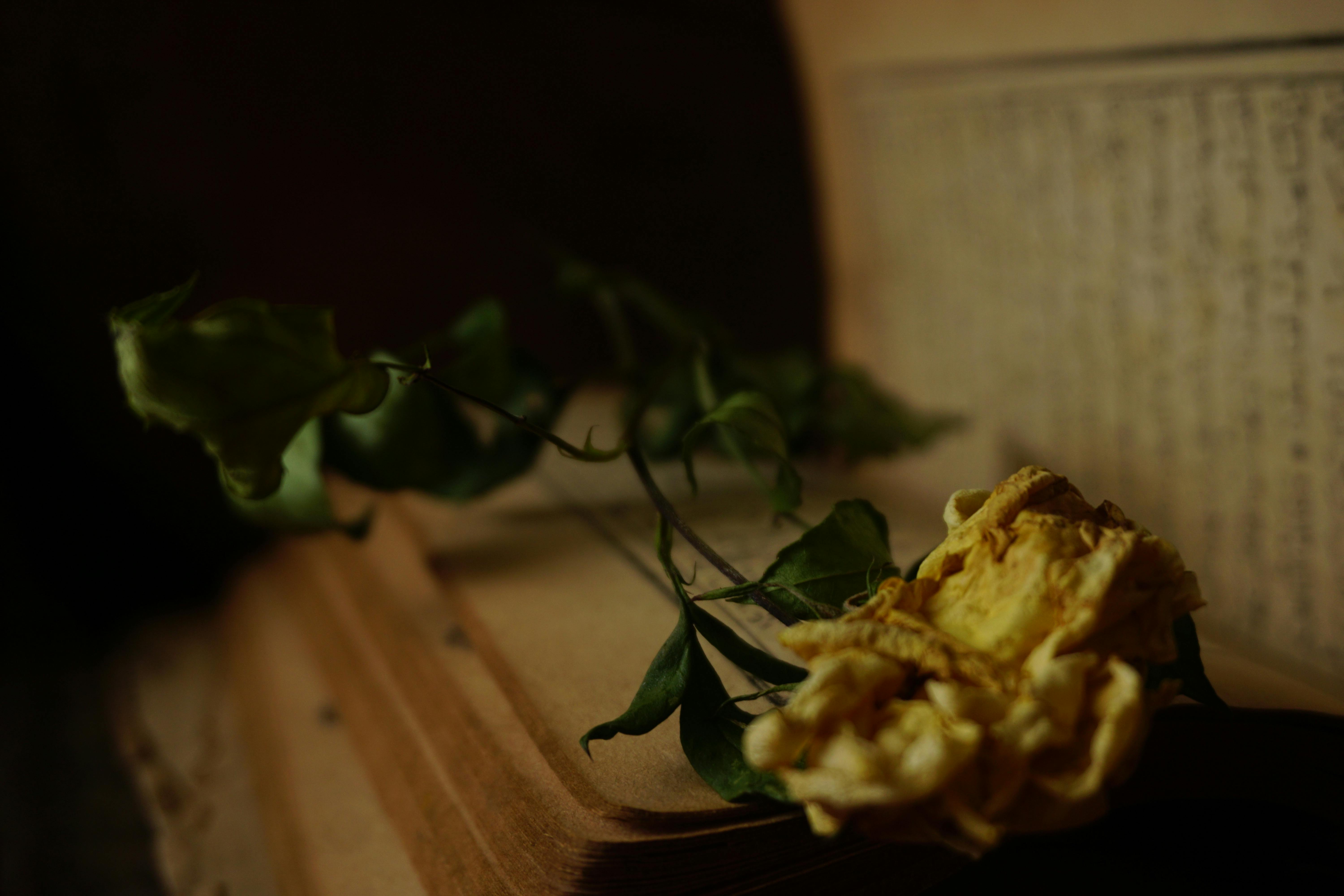 what is the most mysterious book in the world to read