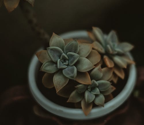 Green Succulents Blooming