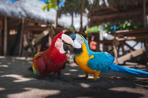 Close-up of Red and Blue Macaws