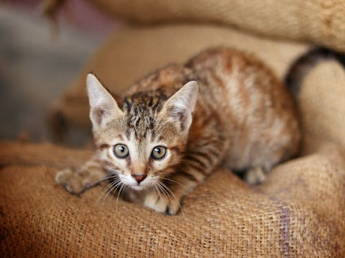 고양이, 귀, 동물 사진의 무료 스톡 사진