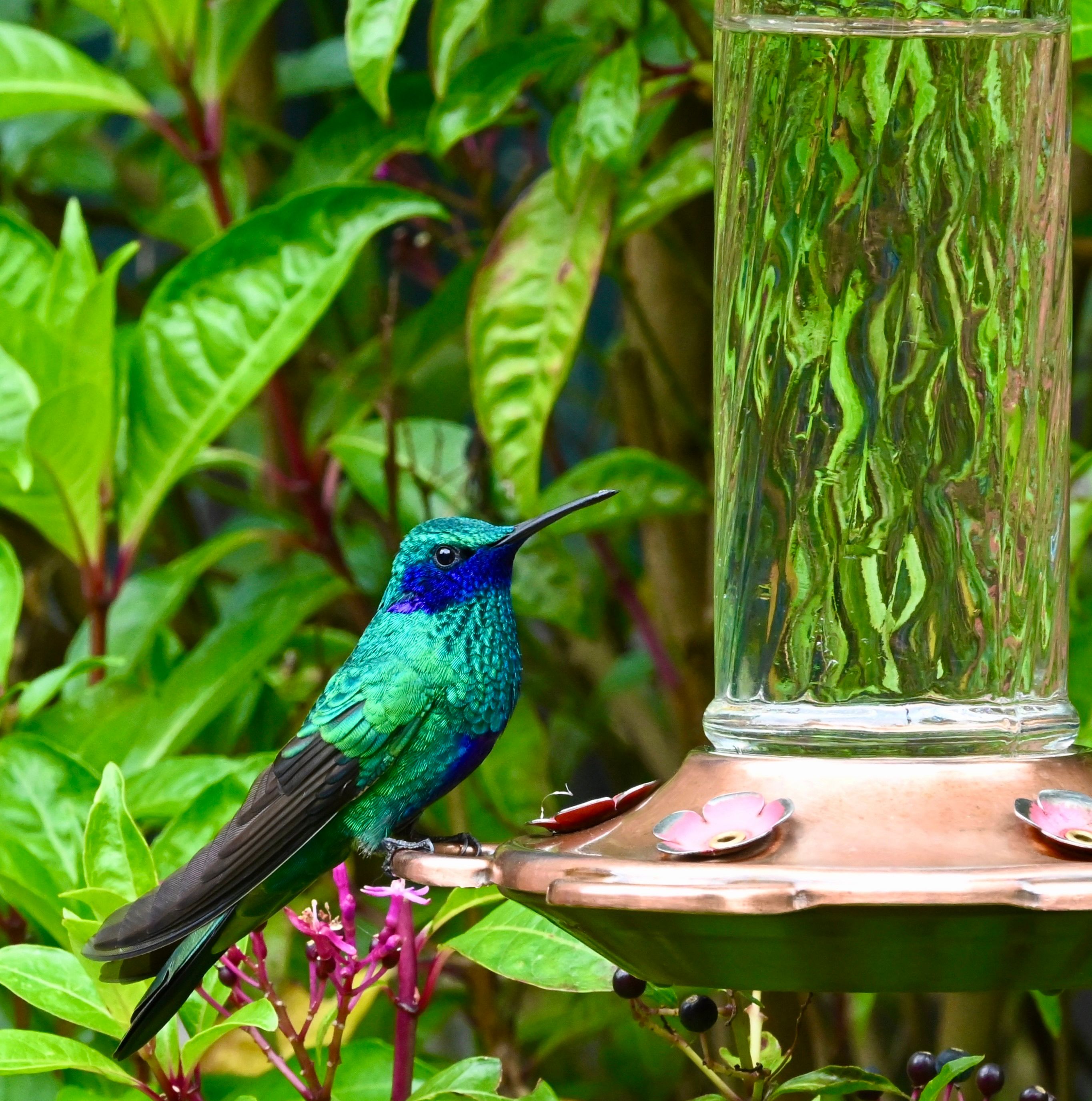 Hummingbirds Accelerate Evolution of Pineapple Family Plants, Study Reveals