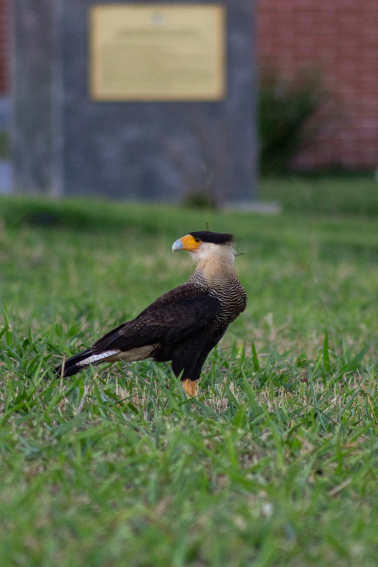 Close-up Of A Crested Caracara Standing On The Grass