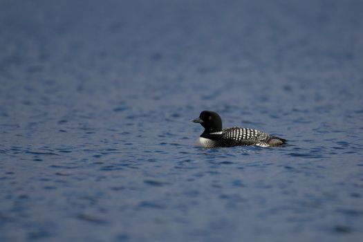 Common Loon Swimming in a Lake
