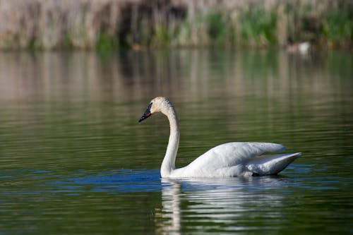 White Trumpeter Swan Swimming in a Lake