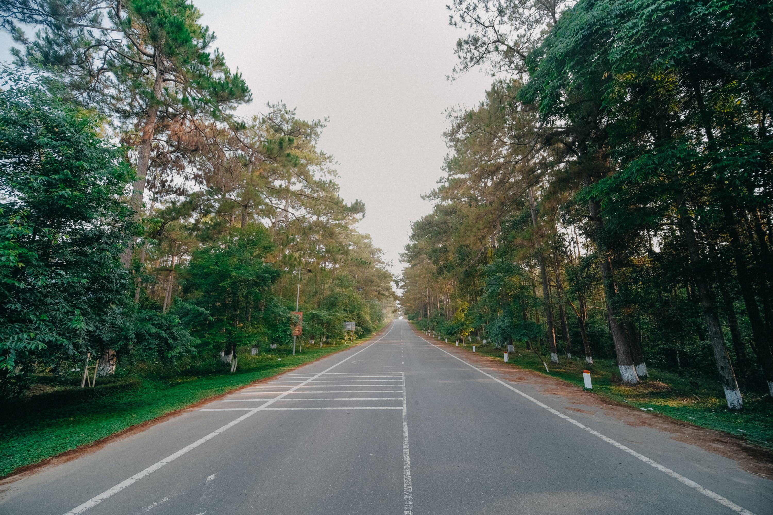Straight Road In Forest Free Stock Photo