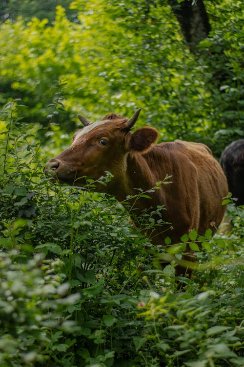 Cow among Bushes