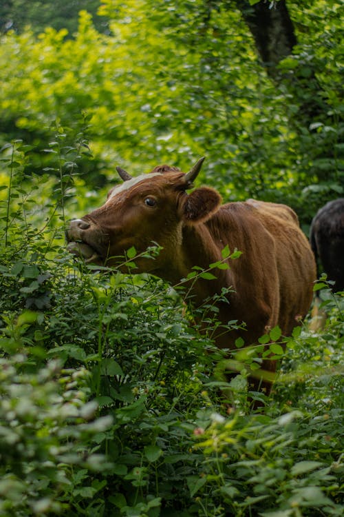 View of Cows Standing among Green Shrubs 