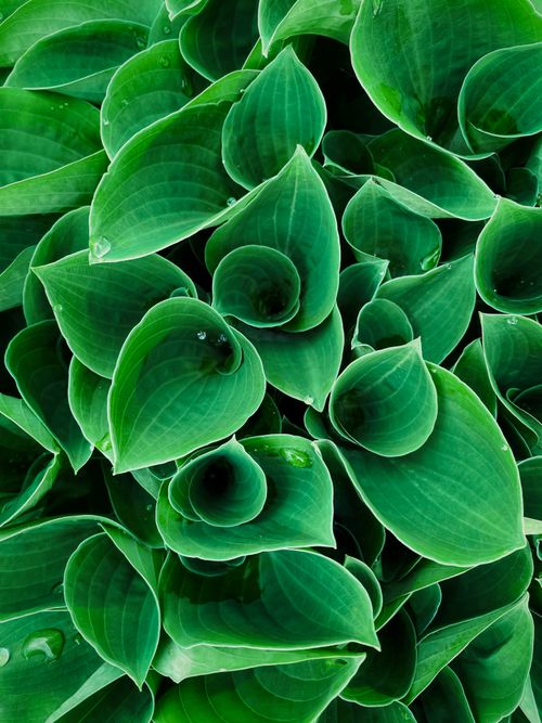 Free Close-up of lush green leaves with water droplets, showcasing natural patterns and textures. Stock Photo