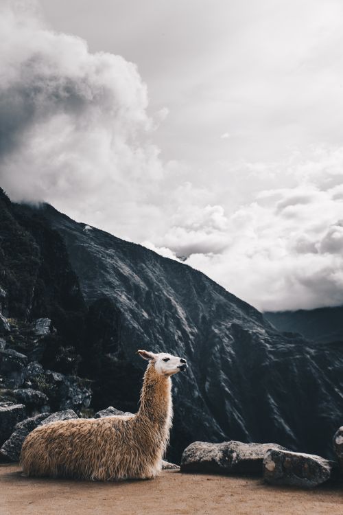 Free A tranquil llama relaxes against a backdrop of the majestic Andes in Aguas Calientes, Peru. Stock Photo