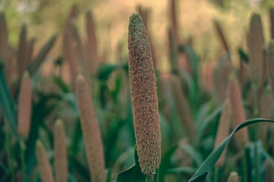 Close-up of a millet plant in a green field