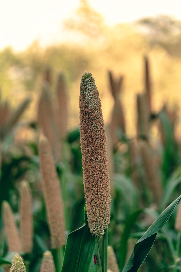 Pearl millet crop in a field