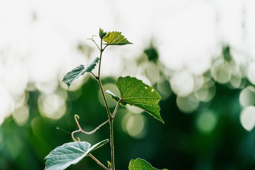 Free Close-up of grapevine leaves with sunlight creating a bokeh effect in the background. Stock Photo