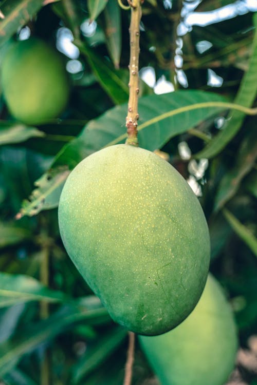 Základová fotografie zdarma na téma detail, mango, nezralý