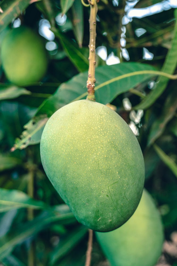 Unripe Mango Fruit On Tree