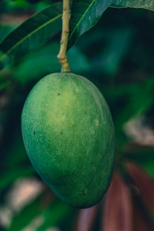 Free A fresh green mango hanging from a tree branch, showcasing its natural texture and vibrant color. Stock Photo