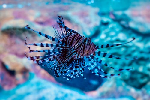 Close up of Red Lionfish