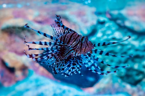 Kostenloses Stock Foto zu leben im meer, nahansicht, natur