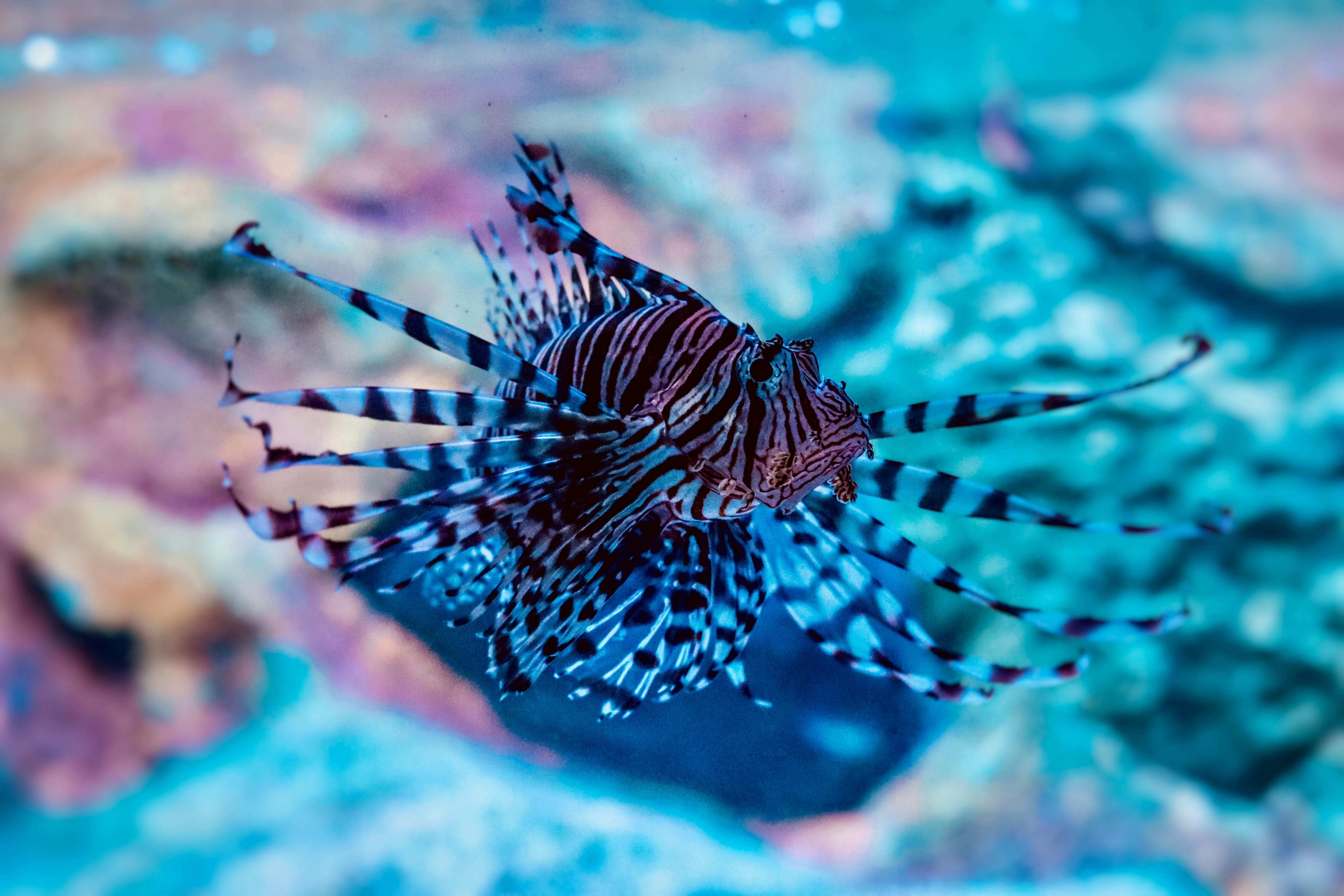 Close-up Photography of Brown and Beige Lion Fish · Free Stock Photo