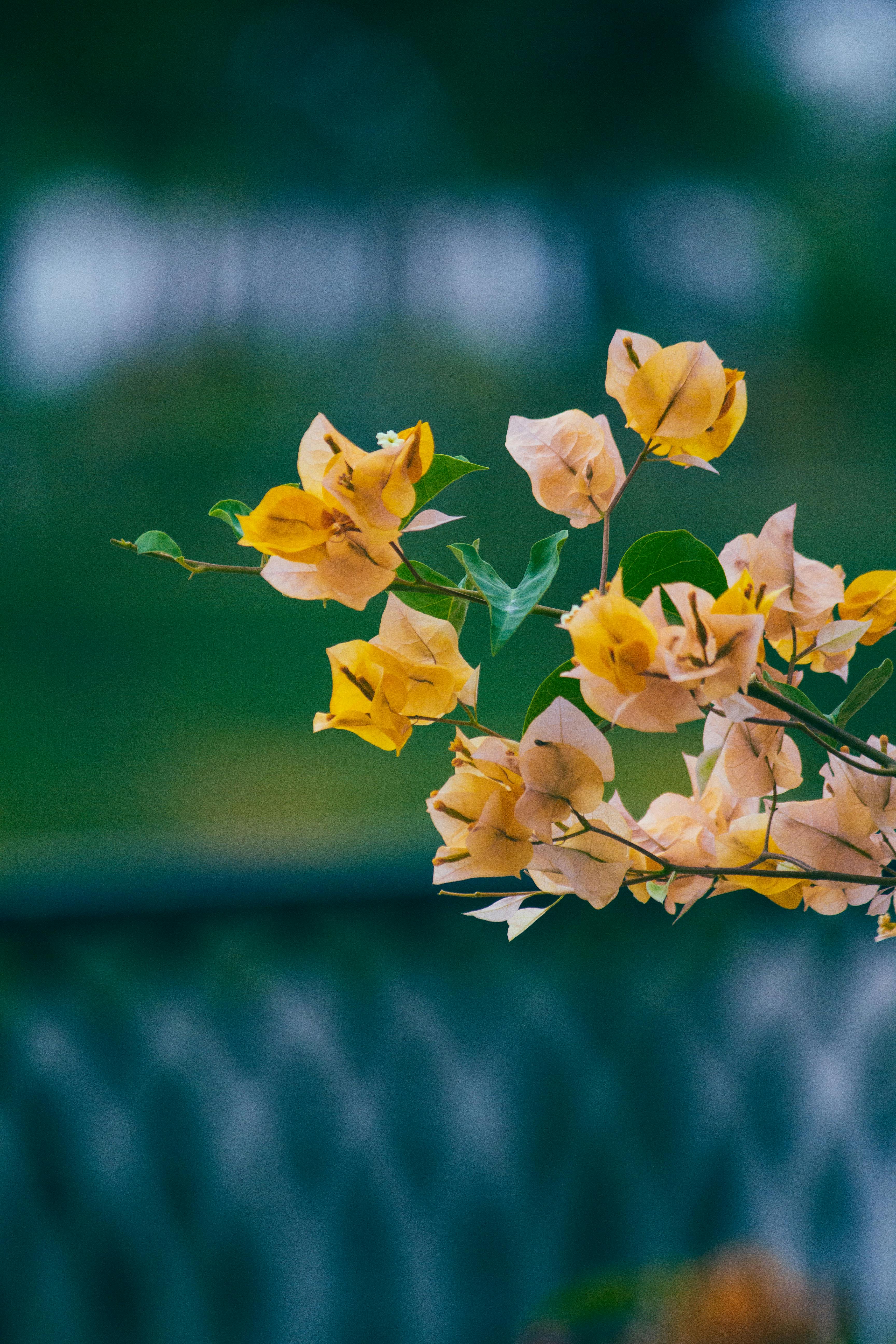 [ColoSach]-vibrant-yellow-bougainvillea-flowers-in-focus-against-a-blurred-background-in-rạch-giá,-vietnam.