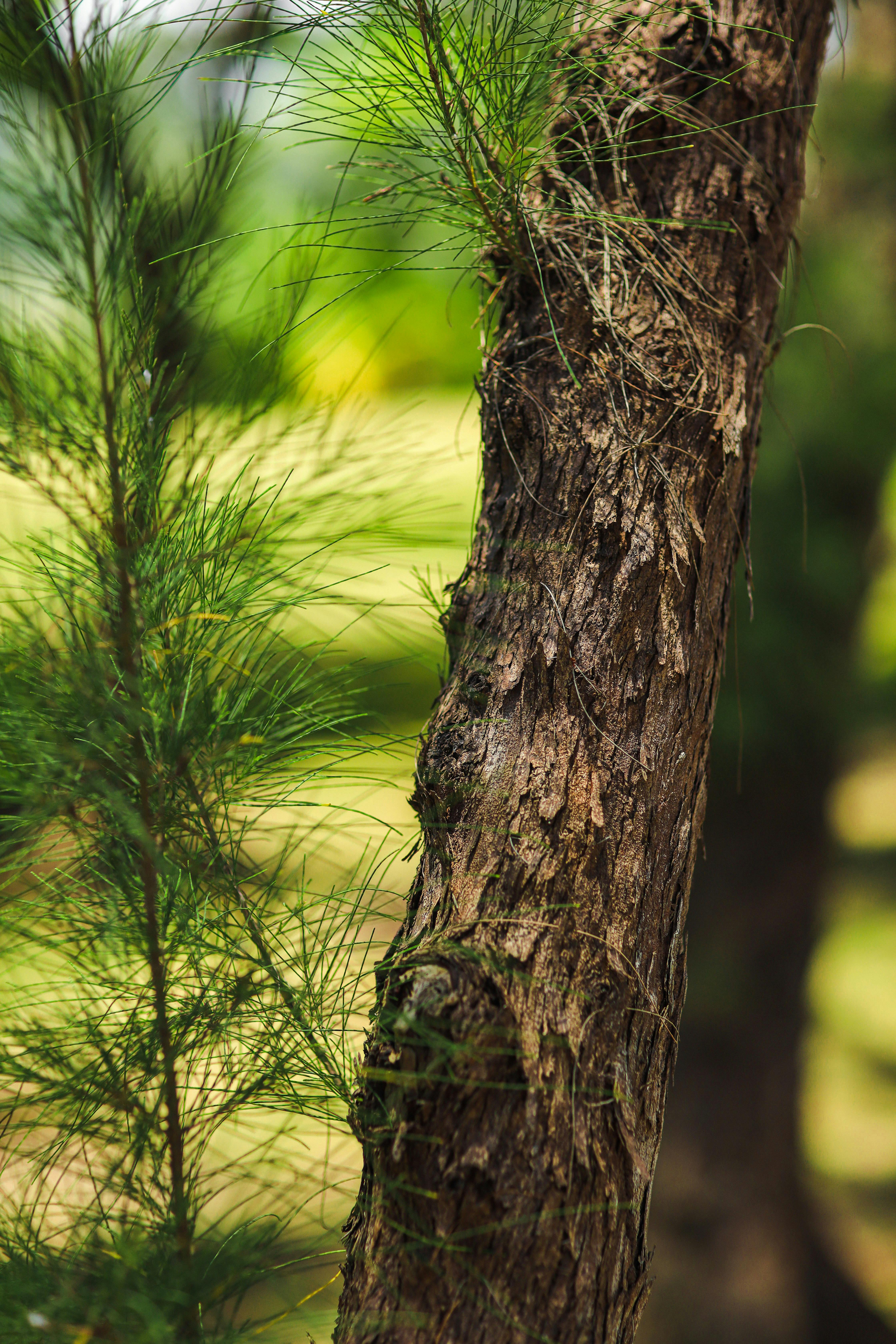 Detailed view of a She-oak tree trunk and foliage in a forest, Portland Parish, Jamaica.
