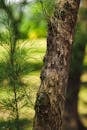 Closeup of a Conifer Tree Trunk