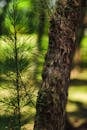 Closeup of a Conifer Tree Trunk