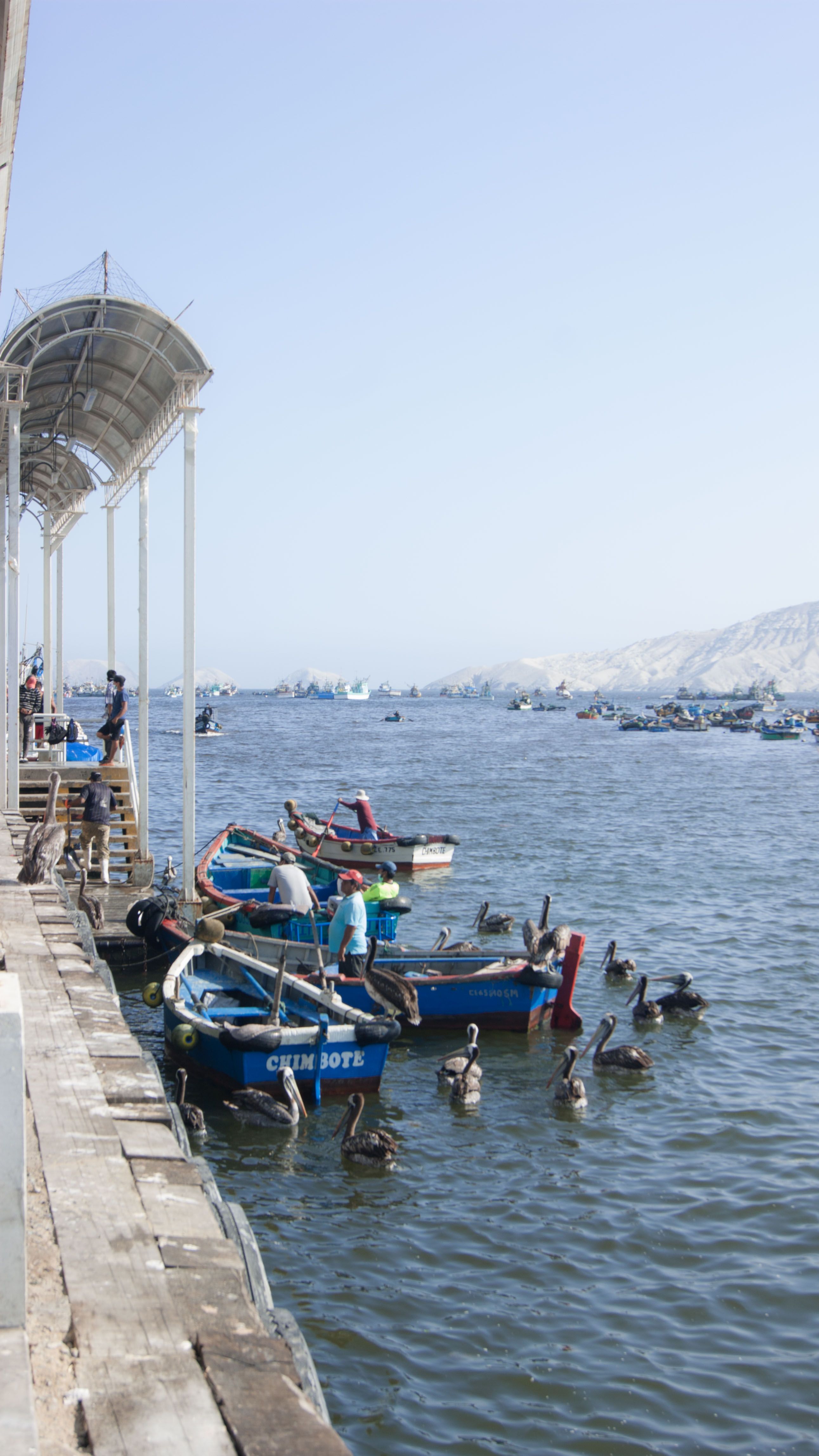 Fishing boats and pelicans in the harbor of Chimbote, Peru