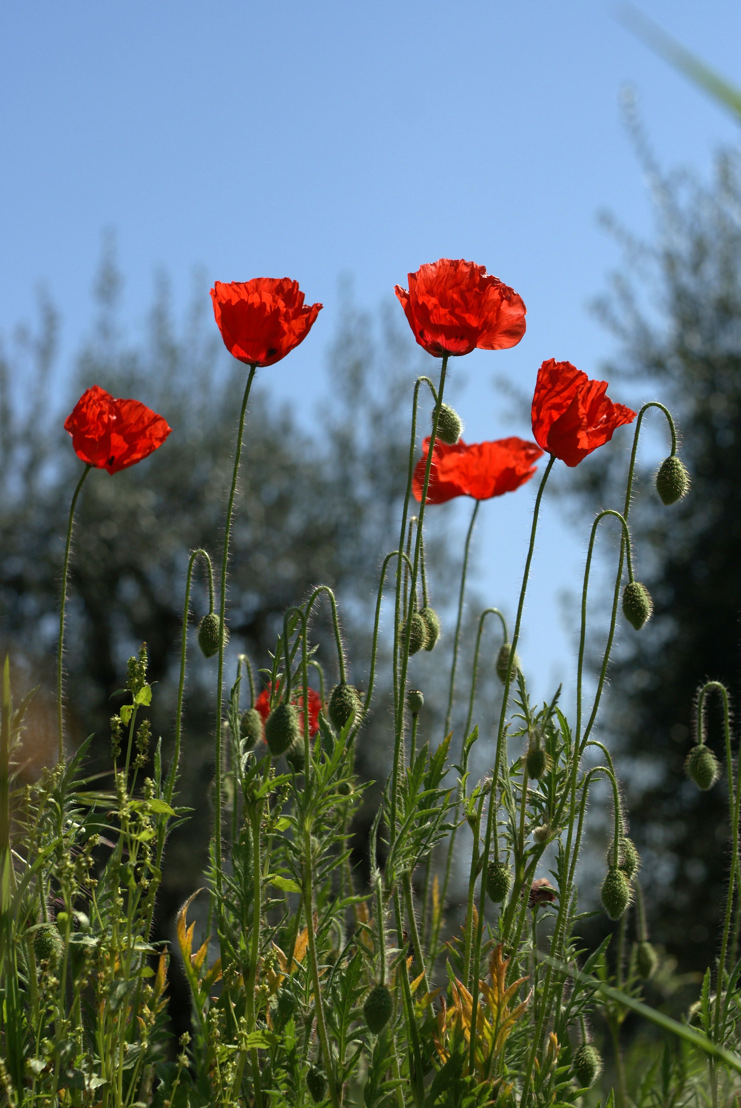 Poppies in the field · Free Stock Photo
