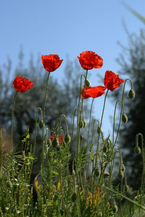 Poppies in the field · Free Stock Photo