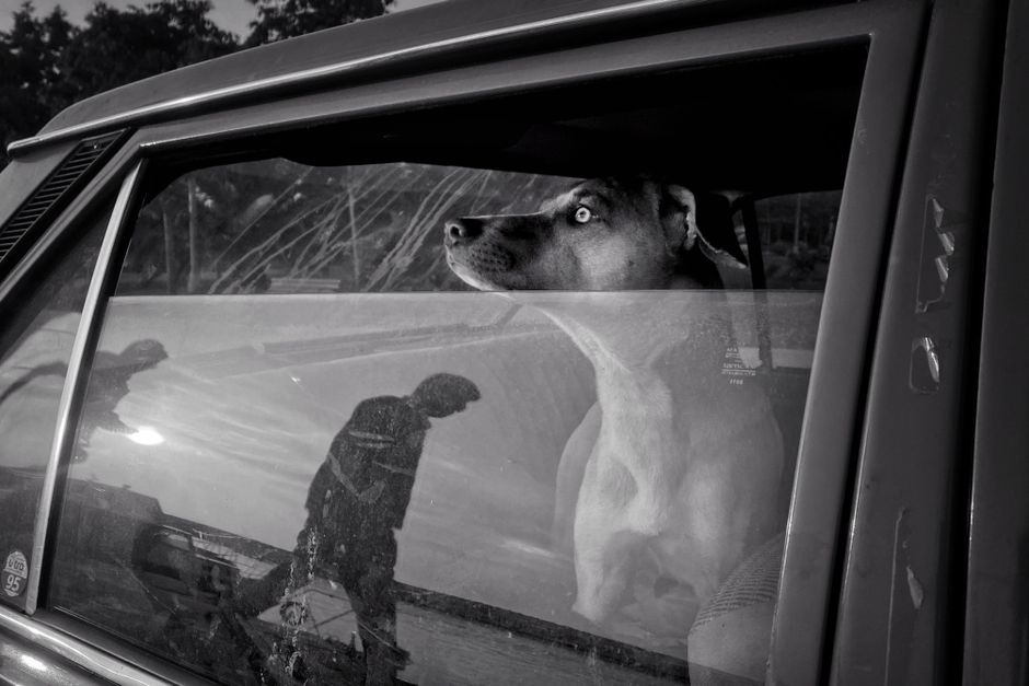 Black and white photo of a dog in a car, reflecting a street scene.