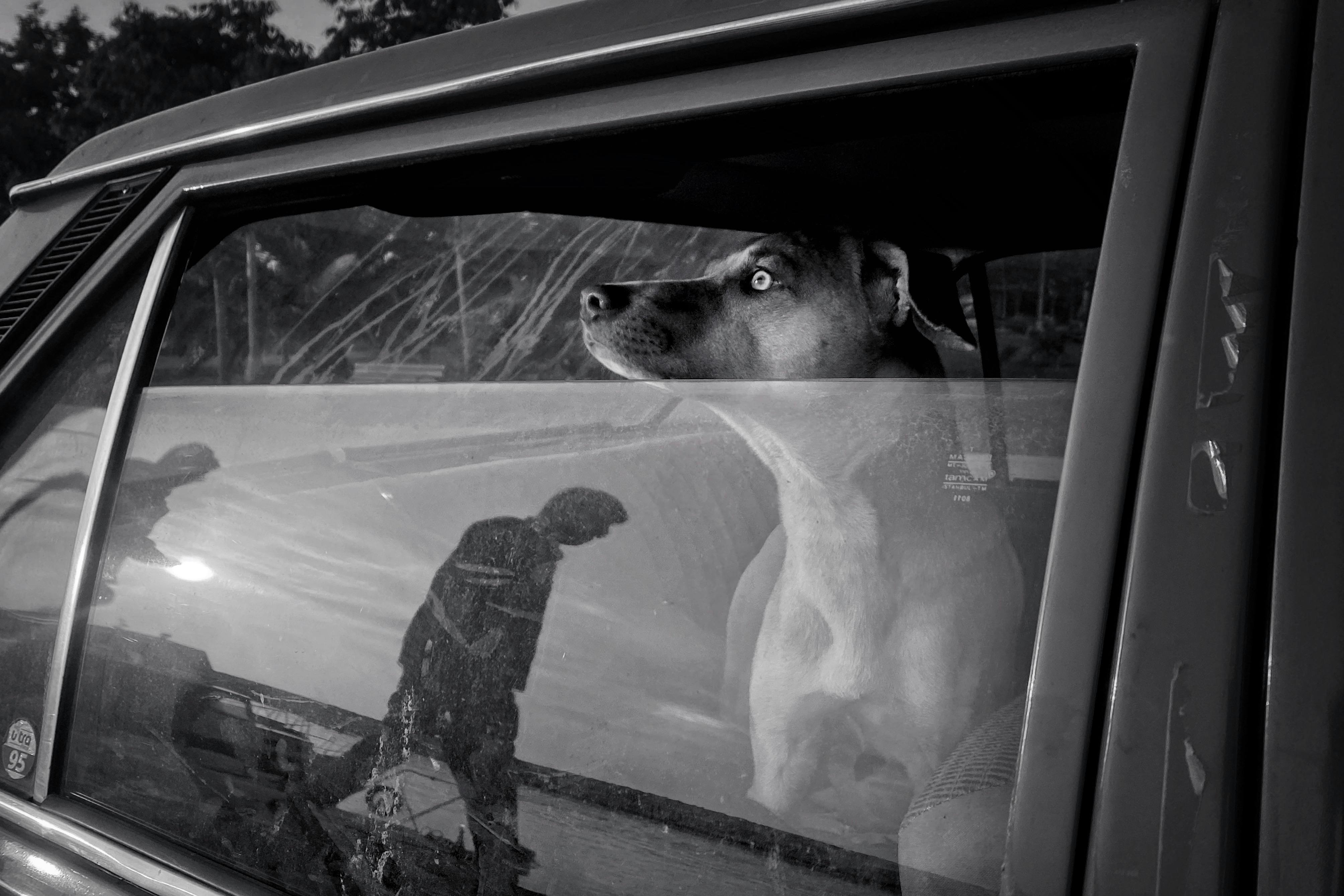 Dog Hanging Out Car Window Photos, Download The BEST Free Dog Hanging ...