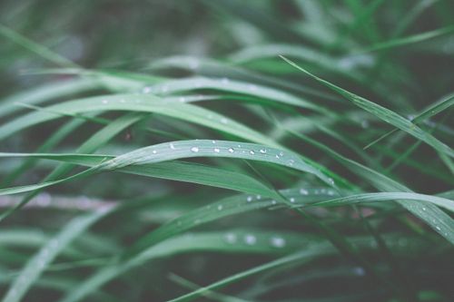 Free Close-up of fresh dew droplets on lush green grass blades outdoors. Stock Photo