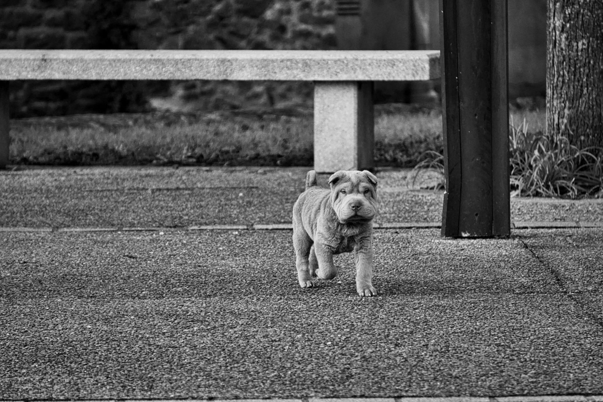 Utsikt över en Shar Pei-valp som springer utanför