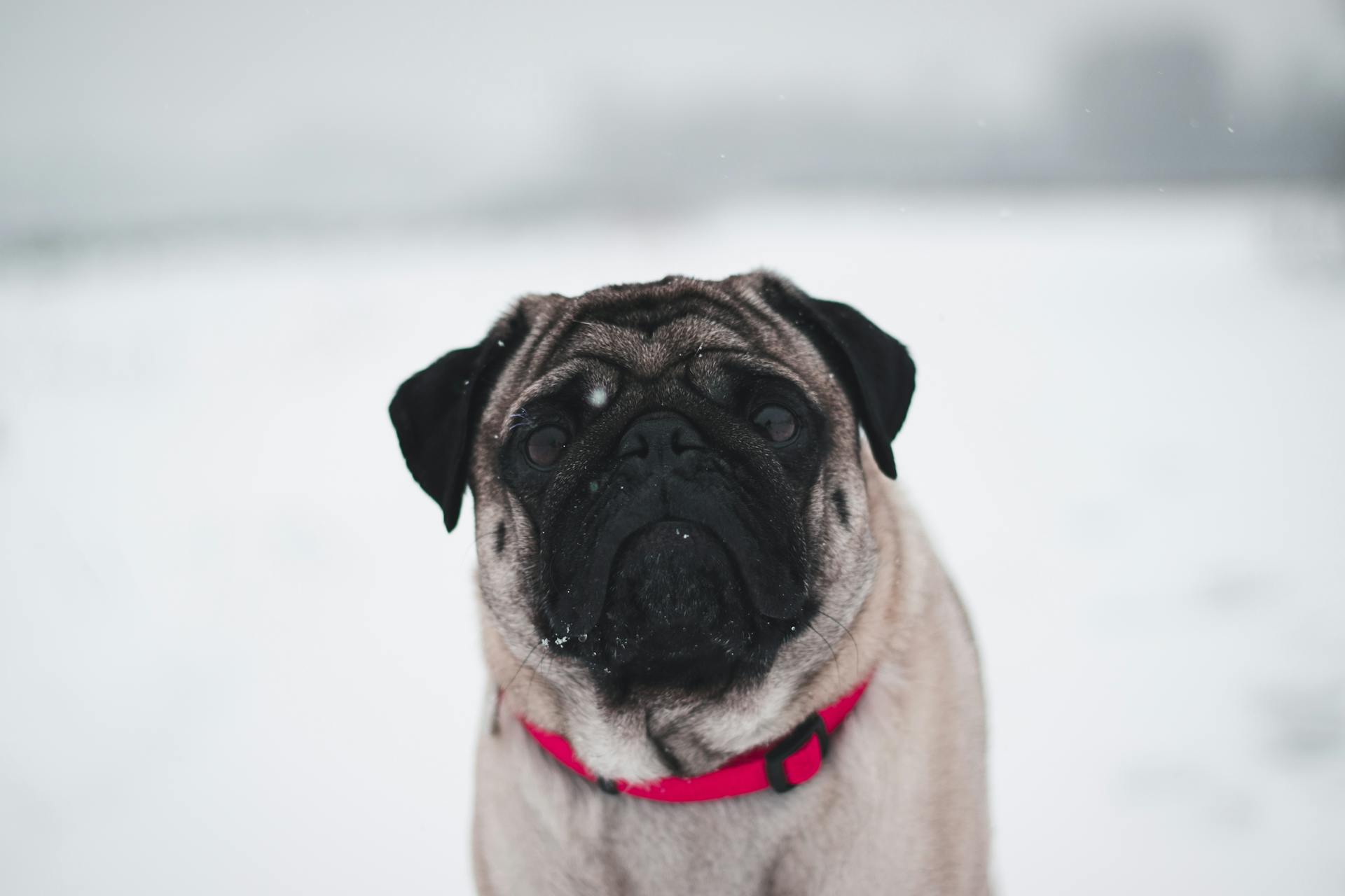 Chinese Fawn Pug