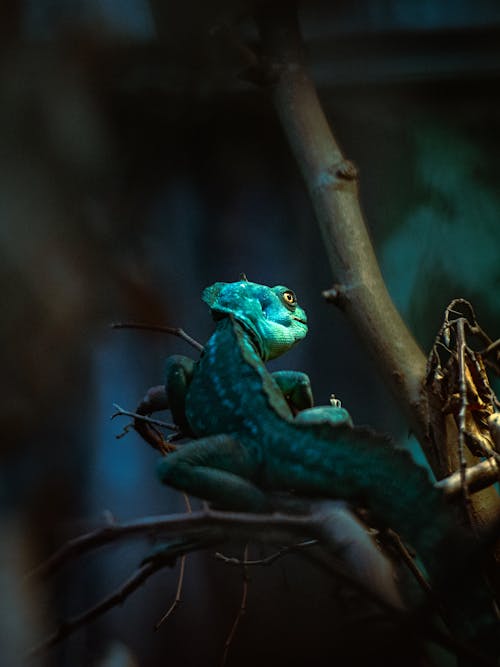 Foto profissional grátis de animal, árvore, basilisco emplumado