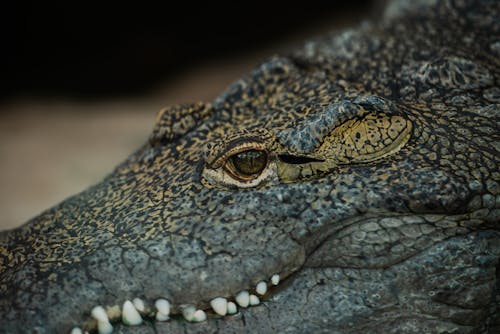 Gratis stockfoto met alligator, detailopname, dieren in het wild