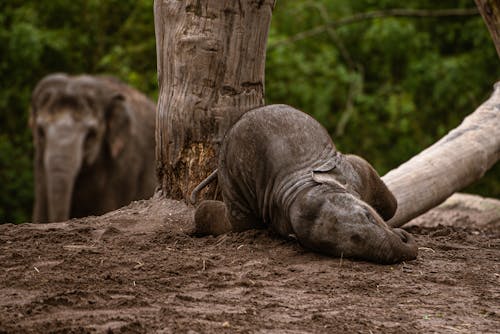 An Elephant Calf Lying on the Ground 
