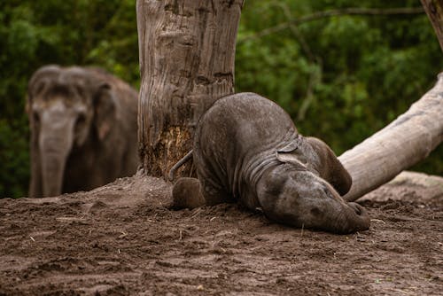 Foto profissional grátis de amplo, animais selvagens, animal