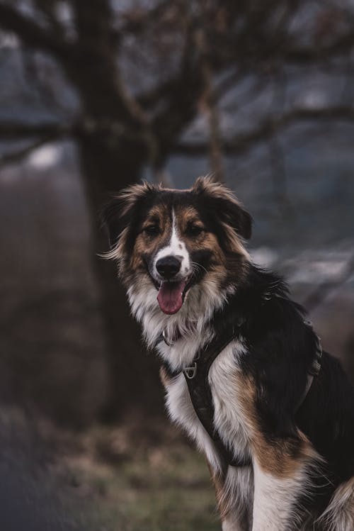 Foto profissional grátis de animal, bonitinho, cachorro