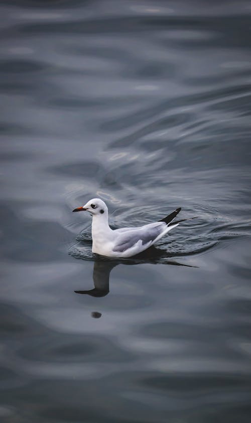 Gratis lagerfoto af dyreliv, fugl, fuglekikkeri