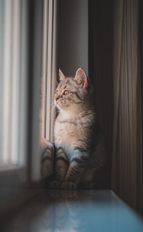British Shorthair Kitten Sitting on a Windowsill, Looking through the Window