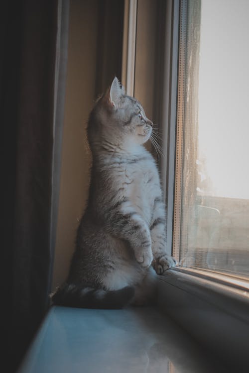 Adorable British Shorthair Kitten Sitting on a Windowsill