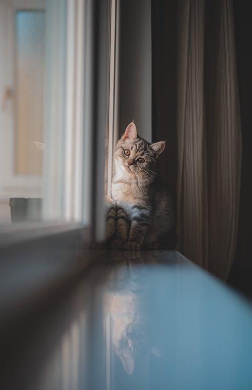 Gray Kitten Sitting on a Windowsill