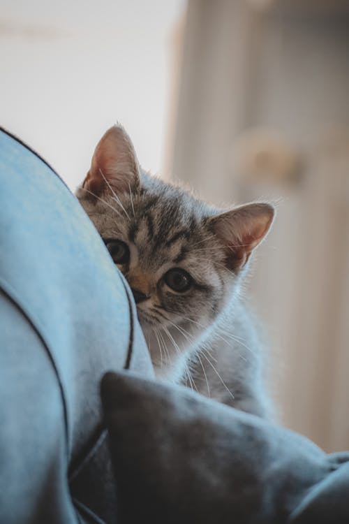 Kostenloses Stock Foto zu bett, kätzchen, katze