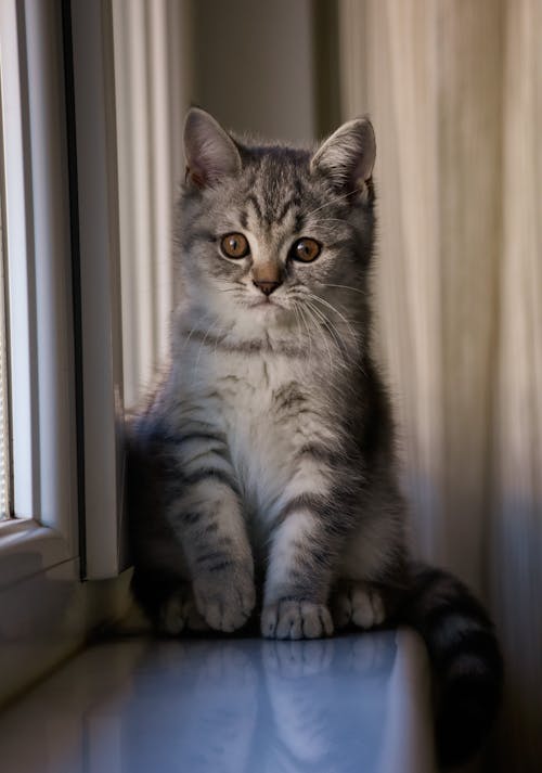 A Kitten Sitting on a Windowsill 