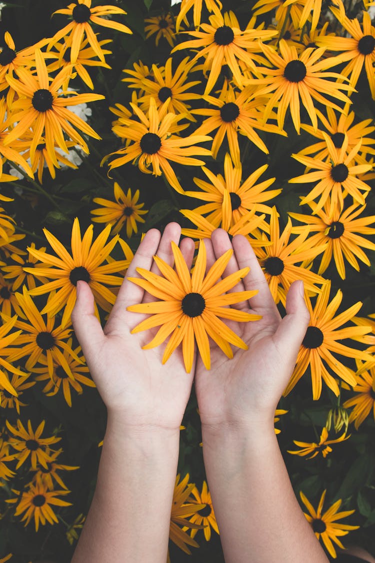 Person Holding Yellow Black-eyed Susan Flowers In Bloom