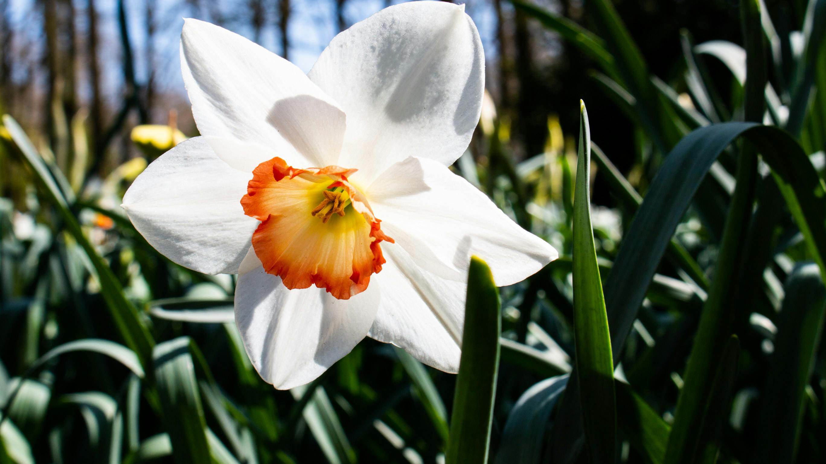 有关喇叭水仙 春天的花朵 白色的水仙花的免费素材图片