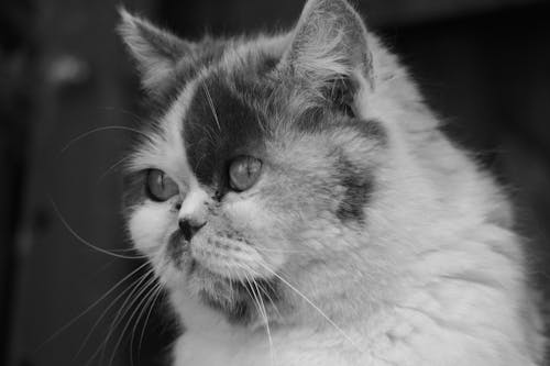 A Portrait of a Little Cat in Black and White