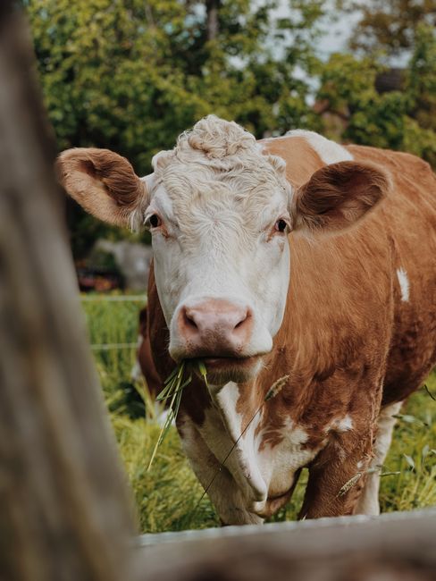 Close-up of a brown and white cow grazing in a lush green pasture on a sunny day.
